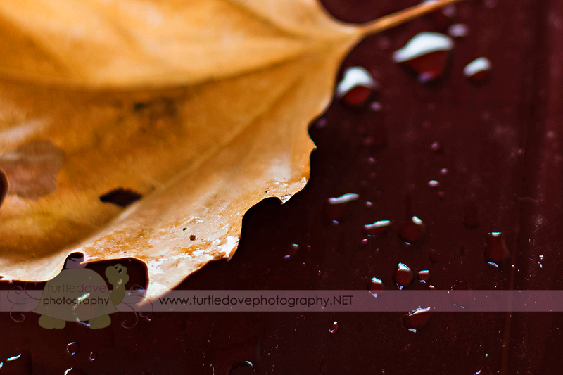 Leaf